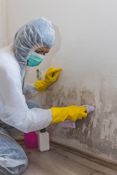 Best Commercial Mold Inspection  in Miamitown, OH