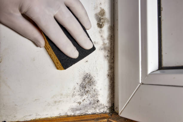 Mold Exposure & Symptoms